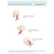 Flexion and extension describe movements that affect the angle between two parts of the body. Flexion And Extension Of The Neck