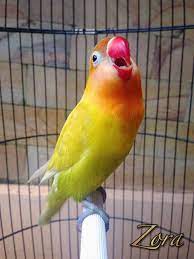 Ciri fisik lovebird ngekek panjang (olx.co.id) 8. 3 Cara Memaster Lovebird Agar Cepat Ngekek Panjang Hewan Id
