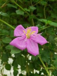 Image result for Heterotis rotundifolia