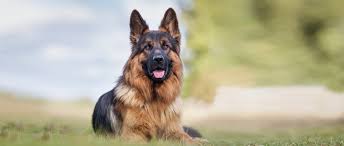 Informationen über den deutschen schäferhund erziehung futter pflege welpen preis. Hunderasse Deutscher Schaferhund Rasseportrait