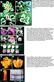 Check spelling or type a new query. Different Types Of Flower Organs And Sodium Dodecylsulfate Download Scientific Diagram