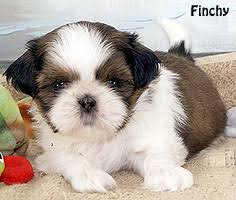 Contact ryan's shih tzu for your next family pet. Shih Tzu Puppies For Sale Past Shih Tzu Puppies In Iowa Shih Tzu Breeder By Midwest Chicago Area Shih Tzu Puppy Breeder