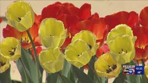 Central is a residential campus where students can live in dormitories, townhouses, and apartment style green pods. the college's emphasis on sustainability has led to leadership in energy and environmental design (leed) ratings from the u.s. Pella Tulips In Full Bloom Despite Festival Cancellation Weareiowa Com