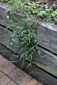 Image result for Oplismenus