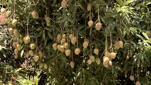 There's a reason why mango is the king of fruits! Mango Tree With Ripe Fruits Stock Footage Video 100 Royalty Free 3296657 Shutterstock