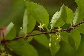 Image result for Canthium glaucum