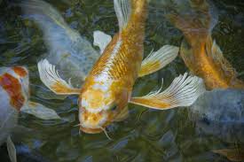 butterfly koi basic facts to know aquascape inc