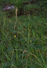 Image result for Setaria geminata