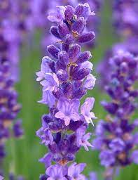 Flower Image Of Betty S Blue Lavender Flowers Lavender Plant Lavender Varieties