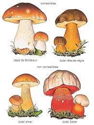 Quels champignons peuvent entraîner des intoxications ? Champignon Ancien Francais Champegnuel Du Latin Populaire Campaniolus Qui Vit Dans Les Champs Larousse