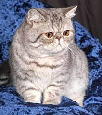 More adorable looking, the shorthair is more popular around the world. Munchkin Cat For Sale Philippines Petfinder