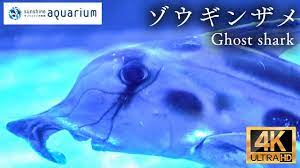 4K】ゾウギンザメ ( Elephant shark Sunshine Aquarium Tokyo Japan) - YouTube