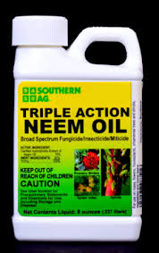 Neem oil spray works great for controlling insects and black spots on rose plants as well. Triple Action Neem Oil Southern Agricultural Insecticides Inc