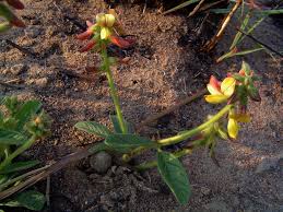 Image result for Eriosema pauciflorum