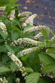 Image result for Itea