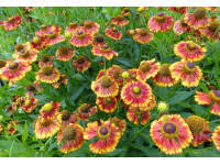 Гелениум - helenium