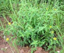 Image result for Aspilia ciliata