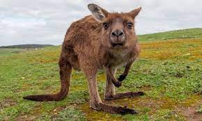 Canguro Caracteristicas Que Come Donde Vive Como Nace