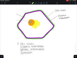 Maybe you would like to learn more about one of these? Solved All Cells Have All Of The Following Except