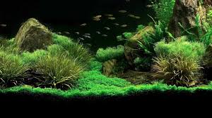 La passione di raffaele galano per piante, pesci e mondo acquatico. Allestire Un Acquario Consigli Per L Acquisto E La Preparazione