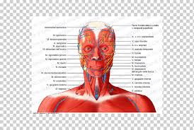 0 оценок0% нашли этот layer which contains the superficial structures of. Anterior Triangle Of The Neck Head And Neck Anatomy Posterior Triangle Of The Neck Muscle Others Face Head Human Png Klipartz