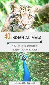 Indian Animals A Guide To 40 Incredible Indian Wildlife Species Including Elephants Leopards Lions Tigers Birds Indian Animals Animals Wildlife Of India