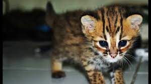 Kucing hutan memang rare kalau nak dijadikan sebagai haiwan peliharaan. Cara Merawat Kitten Kucing Hutan Kh Youtube