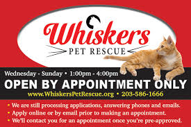 Opening your heart and home to a foster kitten is a wonderful opportunity to help a kitten. Foster A Whiskers Pet Rescue Animal Whiskers Pet Rescue
