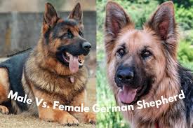 We did not find results for: Male Vs Female German Shepherd Which Is Better Shepherd Sense