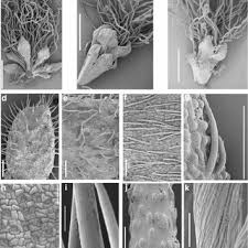 Image result for Asterochaete angustissima