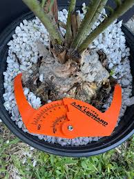 Image result for Encephalartos munchii
