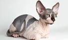 Sphynx Kittens For Sale by Reputable Breeders | Pets4You