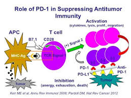 Anti Pd1 Figure Jpg 503 377 Pixels