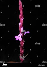 Image result for Striga gesnerioides