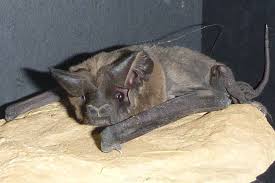 art for bats the big free tailed bat nyctinomops bat animals creatures