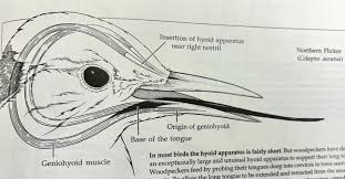 Woodpeckers are remarkable foragers due to their intricate tongue. Their  tongue divides into two, wraps around their skull and connects at the base  of their nostril. The tip of the tongue is