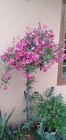 Image result for Nerium oleander