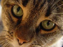 Certain types of cancer that can spread to the brain such as breast, lung, or colon cancer. Brain Tumour Or Cancer For Cats Vetlexicon Felis From Vetlexicon Definitive Veterinary Intelligence