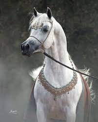 image result for stallion beautiful arabian horses horses egyptian arabian horses