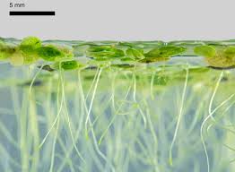 Image result for Lemna