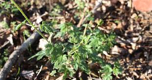 Image result for Chlorophytum amplexicaule