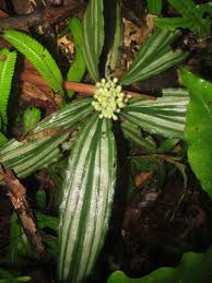 Image result for Floscopa leiothyrsa