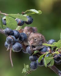 Image result for Scolopia rhamniphylla