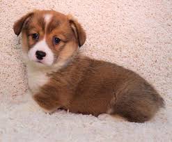 If you are interested in being considered for a prices are listed under puppy pricing. Corgi Puppies Pets And Animals For Sale Ohio