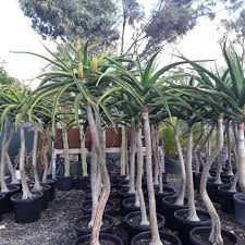 Image result for Aloidendron barberae