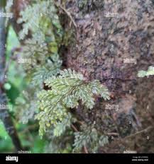Image result for Hymenophyllum triangulare
