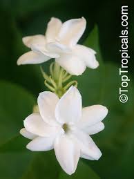 Image result for Jasminum bakeri