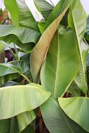 Image result for Musa sp. (Ornamental bananas)