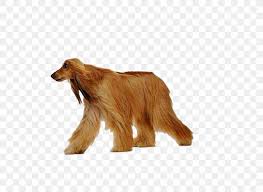 The sapsaree has been called a lion dog for its bulky and strong upper body and its large and. Sapsali Cat Animal Walking Png 1086x795px Sapsali Animal Carnivoran Cat Companion Dog Download Free