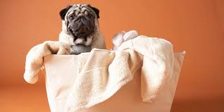 Pinterest • the world's catalog of ideas. Best Pet Safe Cleaning Products In 2021